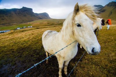 Horse on field