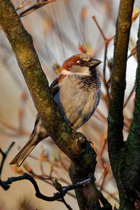 Close-up of bird perching on tree