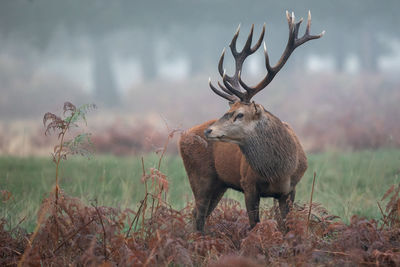 Red deer looking away standing on field