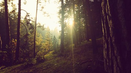 Sun shining through trees