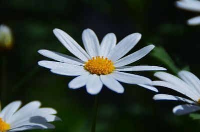 Close-up of white daisy