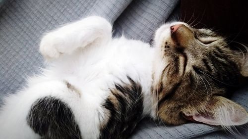 High angle view of cat relaxing
