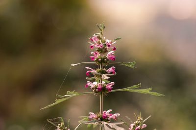 Close-up of purple flowering plant