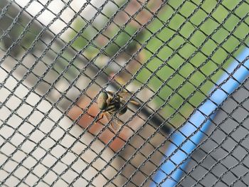 Close-up of insect on chainlink fence