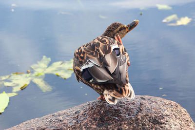 Close-up of a duck in a lake