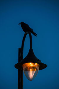 Close-up of bird perching against clear blue sky