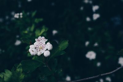 Close-up of flowers blooming outdoors