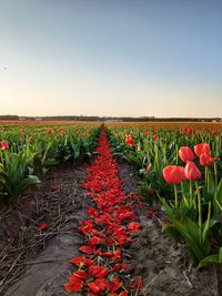 Red tulips growing on field against clear sky