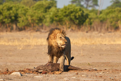 Lion with a kudu kill