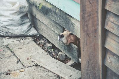 Dog peeking through wooden wall