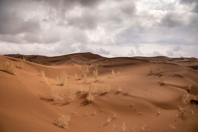 View from nature and landscapes of dasht e lut or sahara desert with rotten tamarisk tree . 