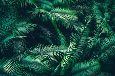 Full frame shot of palm trees