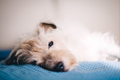 Close-up of a dog