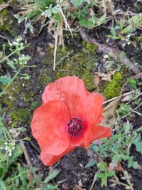 High angle view of red flower on field