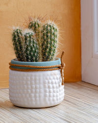 There is a cactus growing on the windowsill in a white ceramic pot. a houseplant and its care.