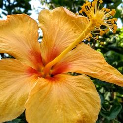 Close-up of yellow flowering plant