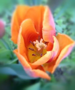 Close-up of flower blooming outdoors