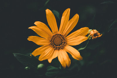 Close-up of yellow flower against black background