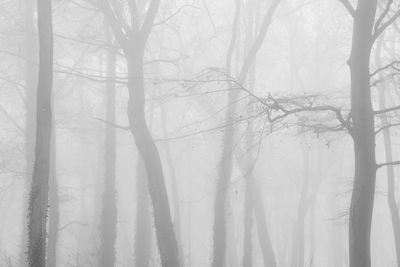 Trees in forest during winter