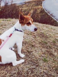 Dog standing on grass