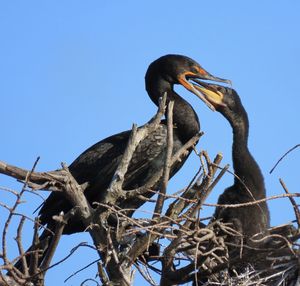 Low angle view of bird perching on branch against sky