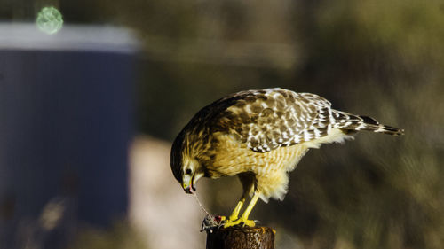 Close-up of owl perching outdoors