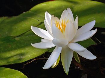 Close-up of lotus water lily in pond