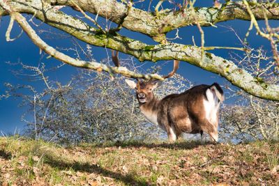 Portrait of cat standing on field