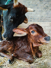 Close-up of mother cow licking her just born calf