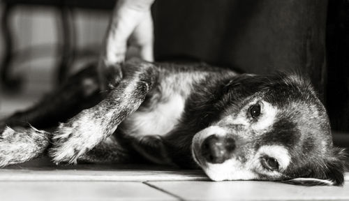 Portrait of a dog relaxing on floor