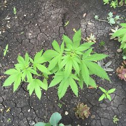 High angle view of leaves