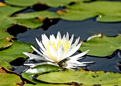 Close-up of lotus water lily in pond