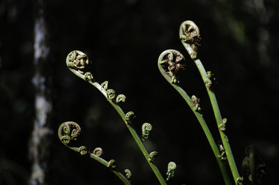 Close-up of flowering plant