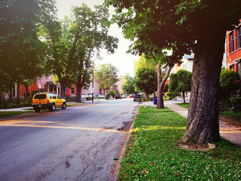 Road along trees in city