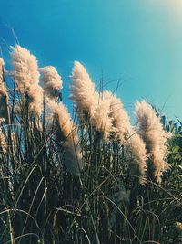 Low angle view of plants growing on field against sky
