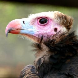 Close-up of eagle