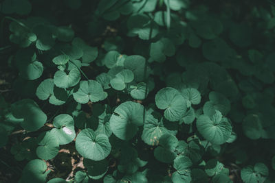 High angle view of flowering plant leaves on land