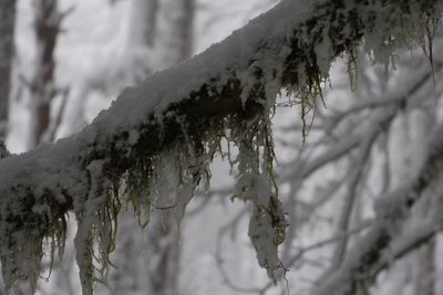 Close-up of pine tree branch during winter