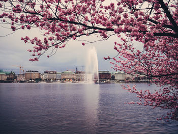 View of cherry tree by fountain in city against sky