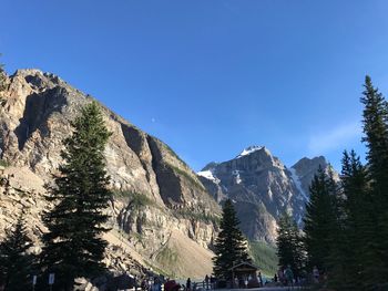 Pine trees and mountains against blue sky