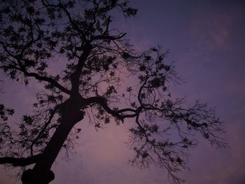 Low angle view of silhouette tree against sky