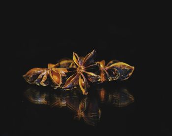 Close-up of wilted flower against black background