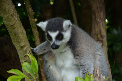 Lemur on tree in forest