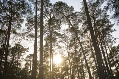 Low angle view of trees in forest against sky