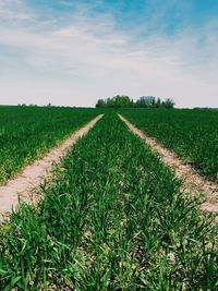 Scenic view of field against sky