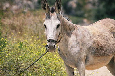 Portrait of horse on field