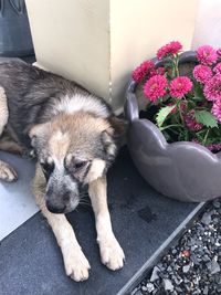 High angle view of dog sleeping on floor