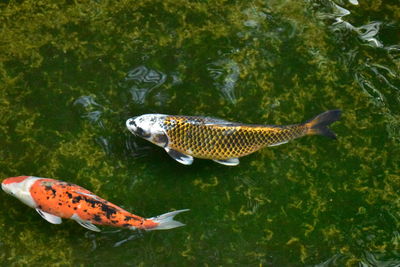 High angle view of fish swimming in water