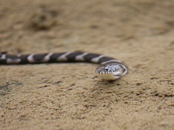 Close-up of crab on sand