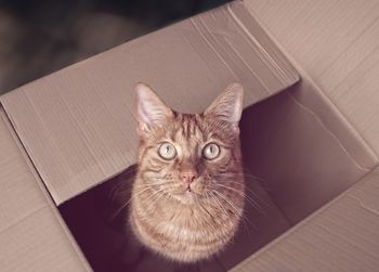 High angle portrait of cat in box